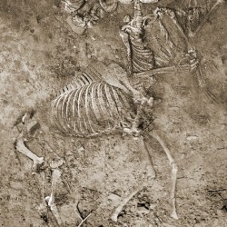 Скелет кентавра-кераста в археологическом раскопе
