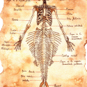 Скелет русалки (рисунок)