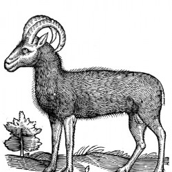 Tragelaphus или Deer-Goat. Иллюстрация из книги Эдварда Топселла "История четвероногих животных"