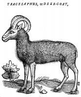 Tragelaphus или Deer-Goat. Иллюстрация из книги Эдварда Топселла "История четвероногих животных"