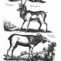 Трагелаф и гиппелаф. Иллюстрация из книги Яна Йонстона Ioannis Ionstoni Theatrum universale omnium animalium quadrupedum