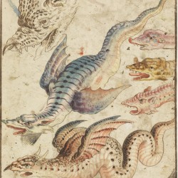 Амфиптерий. Рисунок второй половины XVI века