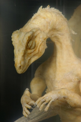 Заспиртованный дракончик, найденный в графстве Оксфордшир на юге Англии
