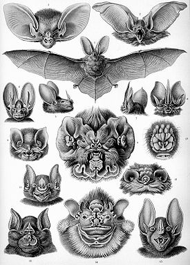 Летучие мыши. Иллюстрация из книги Ernst Haeckel's, Kunstformen der Natur