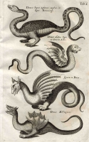 Четыре вида драконов из книги Джона Джонстона "Historiae naturalis de Insectis, de Serpentibus et Draconibus"