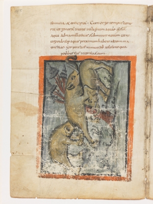 Слонёнок поднимает упавшего слона. Рукопись Городской библиотеки Берна (Cod. 318, fol.19v)