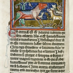 Пантера. (Рукопись Бодлеянской библиотеки. MS. Bodley 764, fol. 007v)