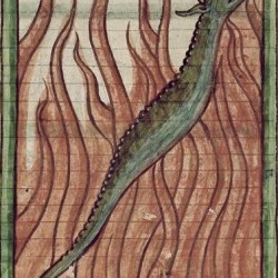 Саламандра (Рукопись Британской библиотеки MS Harley 3244, fol. 63r)