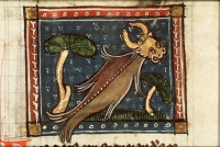 Морской бык (или Фоха) из манускипта Якоба фон Маэрланта "Цветы природы"