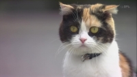 Трехцветная кошка по имени Холмс. Кадр из сериала "Mikeneko Holmes no Suiri"