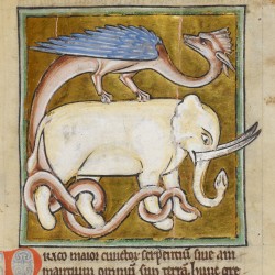 Дракон и слон. Рукопись Британской библиотеки (Royal 12 C XIX, fol. 62r.)
