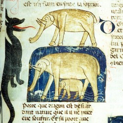 Дракон и слон (Рукопись Моргановской библиотеки Manuscript. M.459, fol.21r)