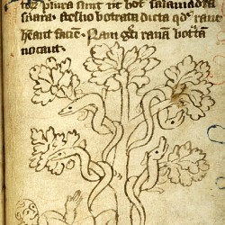 Саламандры, отравляющие фрукты (Рукопись Моргановской библиотеки в Нью-Йорке Manuscript. M.890, fol. 18r.)