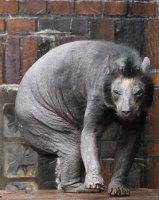 Облысевший из-за генетического заболевания медведь — возможный прототип каучпока