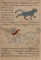Сиранис (внизу). Иллюстрация к трактату Аль-Казвини "Чудеса создания и чудеса существ и странных существующих вещей"