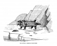 Центральноамериканский винтоссер. Иллюстрация Кёр Дю Буа из книги "Устрашающие твари промысловых лесов" (1910)
