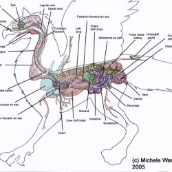 Анатомия грифона. Рисунок Мишель Уорнер