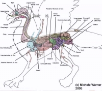 Анатомия грифона. Рисунок Мишель Уорнер