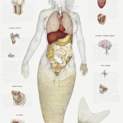 Анатомический рисунок ундины за авторством Вальмора Корреа