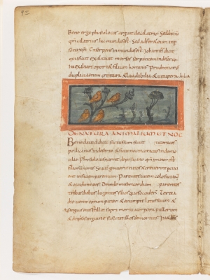 Совы. Рукопись Городской библиотеки Берна (Cod. 318, fol.9v)