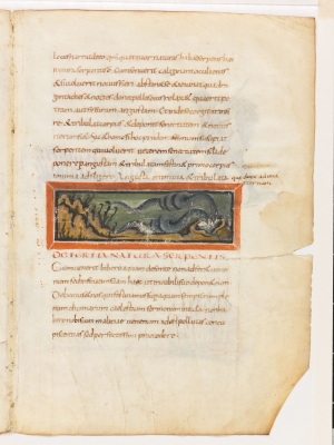 Третья природа змеи. Рукопись Городской библиотеки Берна (Cod. 318, fol.12r)