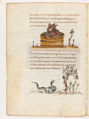 Саламандра в ёмкости с водой. Дерево перидексион. Рукопись Городской библиотеки Берна (Cod. 318, fol.17v)