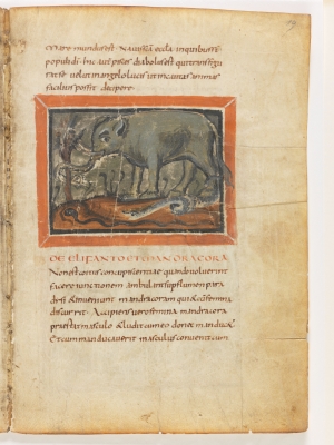 Слон и мандрагора. Рукопись Городской библиотеки Берна (Cod. 318, fol.19r)