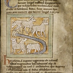 Овцы. Рукопись Бодлеянской библиотеки (MS. Bodley 614, fol. 036r.)