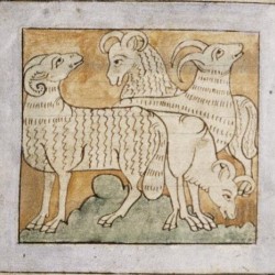 Бараны размером с быков.  Рукопись Бодлеянской библиотеки (MS. Bodley 614, fol. 036v.)