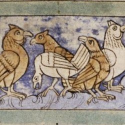 Курицы, сжигающие всех, кто к ним прикасается. Рукопись Бодлеянской библиотеки. (MS. Bodley 614, fol. 037r.)