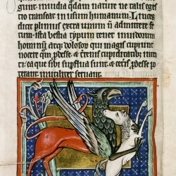 Грифон, сражающийся с лошадью. (Рукопись Бодлеянской библиотеки. MS. Bodley 764, fol. 011v)