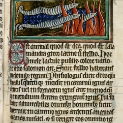 Саламандры в огне. (Рукопись Бодлеянской библиотеки. MS. Bodley 764, fol. 055r)