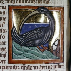 Зимородок (halcyon). (Рукопись Бодлеянской библиотеки. MS. Bodley 764, fol. 069v)