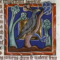 Феникс с веточкой в клюве. (Рукопись Бодлеянской библиотеки. MS. Bodley 764, fol. 070r)