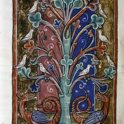 Дерево перидексион. (Рукопись Бодлеянской библиотеки. MS. Bodley 764, fol. 091v)