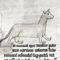 Пантера. Рукопись Бодлеянской библиотеки (MS. e. Mus. 136, fol.017r)
