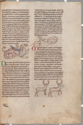 Дракон, ласки, олени. Рукопись библиотеки Паркера (CCC, Ms.22, fol.164r.)