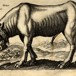 Катоблепас. Иллюстрация из книги Яна Йонстона (Ioannis Ionstoni) Theatrum universale omnium animalium quadrupedum