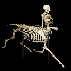 Скелет кентавра. Экспонат в Музее дикой природы в Тусоне (США)