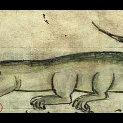 Сирена-змея. Иллюстрация из бестиария Энн Уолш, KS 1633 4, fol.56v)