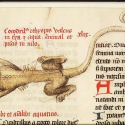 Крокодил. Рукопись Национальный библиотеки Нидерландов (KB, 72 A 23, fol. 48v.)