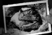 Кадр из фильма "Король динозавров" (King Dinosaur, 1955)
