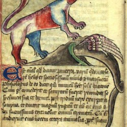 Дракон прячется в нору от пантеры. Илюстрация бестиария Энн Уолш (Bestiary of Anne Walsh)