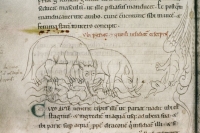 Пара слонов, слонёнок и дракон. Рукопись Бодлеянской библиотеки (MS Laud. misc.247, fol.163v.)