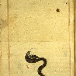 Кобра. Рукопись Национальной библиотеки медицины, Бетесда, США (MS P 2, fol. 195r.)