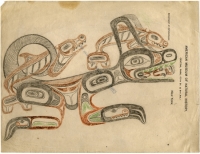 Васго. Рисунок из коллекции Американского музея естественной истории