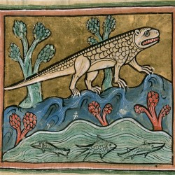 Крокодил. Рочестерский бестиарий (Royal 12 F XIII, fol. 24r.)