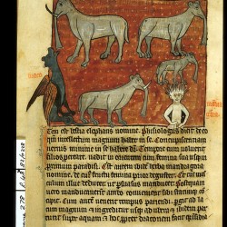 Слоны, дракон и мандрагора (Рукопись Британской библиотеки Sloane 278, fol. 48v)