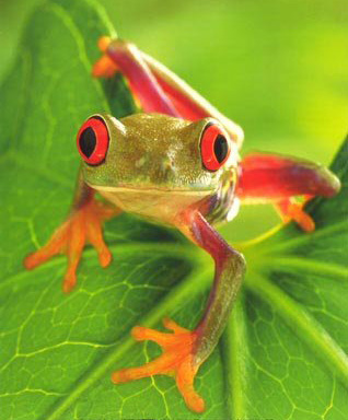 Древесная лягушка (Litoria Caerula), прообраз Yara-ma-yha-who