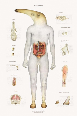 Анатомический рисунок капелобо за авторством Вальмора Корреа